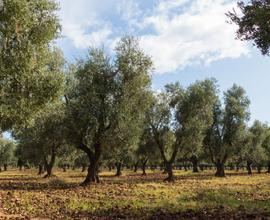 Oliveto terreno polla