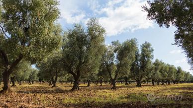 Oliveto terreno polla