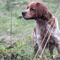 Breton da caccia