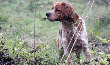Breton da caccia
