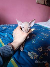 Cucciolo di Canadian sphynx