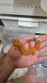 Geco Leopardino