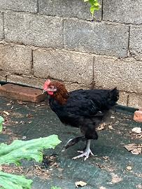 Gallo Marans