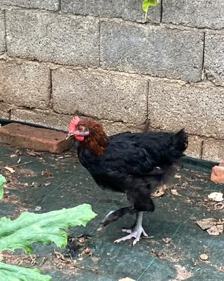 Gallo Marans