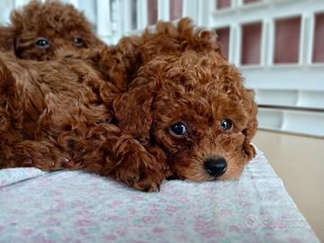Cuccioli di barboncino toy