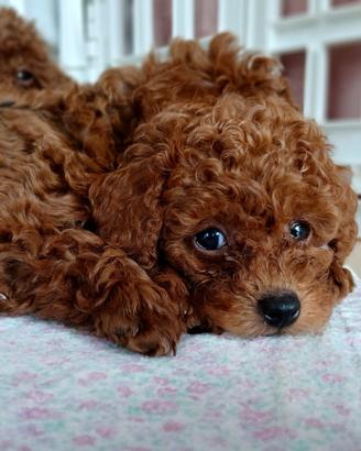 Cuccioli di barboncino toy
