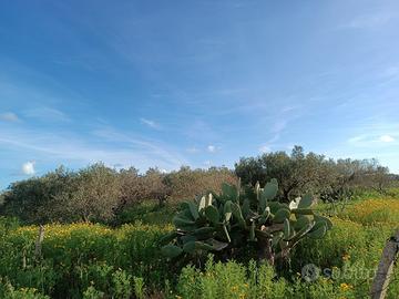 Terreno con uliveto