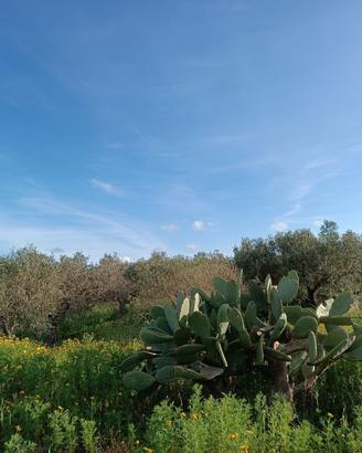 Terreno con uliveto