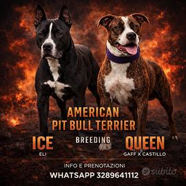 ULTIMI 2 Pitbull UKC- Vaccinati COMPLETI- PRONTI