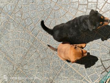 Cucciolotti da amare