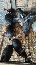 Conigli lepre belga focata