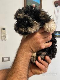 Cuccioli morkie