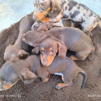 Bassotto nano cioccolata con pedigree
