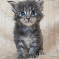 Femminuccia maine coon con pedigree