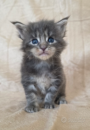 Femminuccia maine coon con pedigree