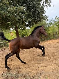 Puledra