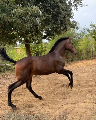 Puledra