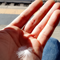 Sono un tutto fare per occupazione in regola