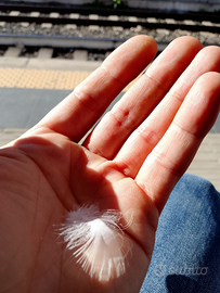 Sono un tutto fare per occupazione in regola