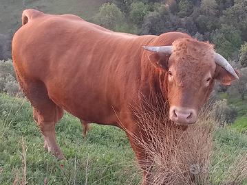 Toro limousine di quasi 6 anni