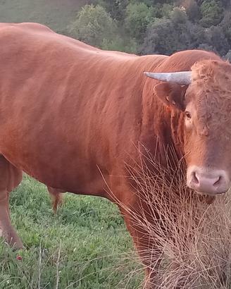 Toro limousine di quasi 6 anni