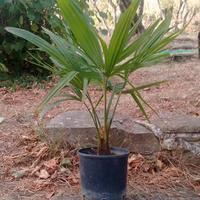 Pianta palma Trachycarpus fortunei h 30-35 cm