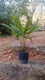 Pianta palma Trachycarpus fortunei h 30-35 cm