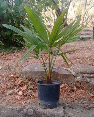 Pianta palma Trachycarpus fortunei h 30-35 cm