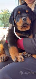 Cuccioli rottweiler