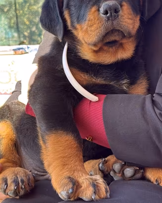 Cuccioli rottweiler
