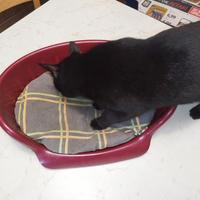 Cuccia per gattini o cagnolini