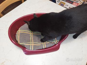 Cuccia per gattini o cagnolini