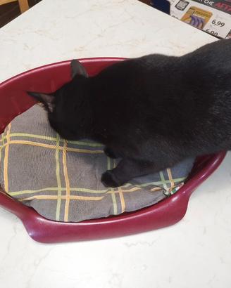 Cuccia per gattini o cagnolini