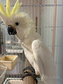 Cacatua bianco ed altri pappagalli
