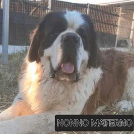 San Bernardo cuccioli con pedigree
