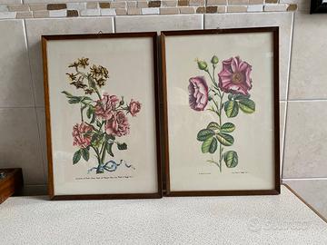 N. 4 Stampe antiche fiori con cornici