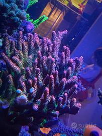 Talea Acropora pc rainbow