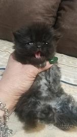 Gattini persiani grigio blu