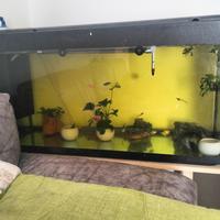  aquari