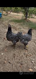 Galline