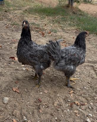 Galline