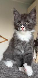 Cuccioli maine coon con pedigree
