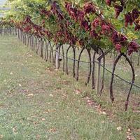 Vigneto Traminer Zona collina + Bosco