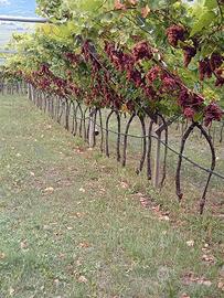 Vigneto Gewürztraminer Zona collina + Bosco