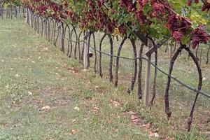 Vigneto Traminer Zona collina + Bosco