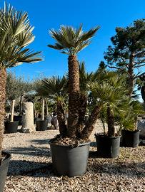 Pianta palma chamaerops humilis altezza 220 cm