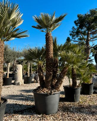 Pianta palma chamaerops humilis altezza 220 cm