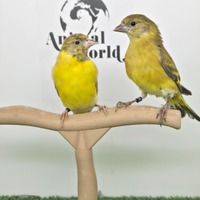 Lucherini testa nera