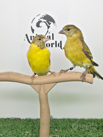 Lucherini testa nera