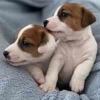 Cuccioli Jack Russel Pedigree